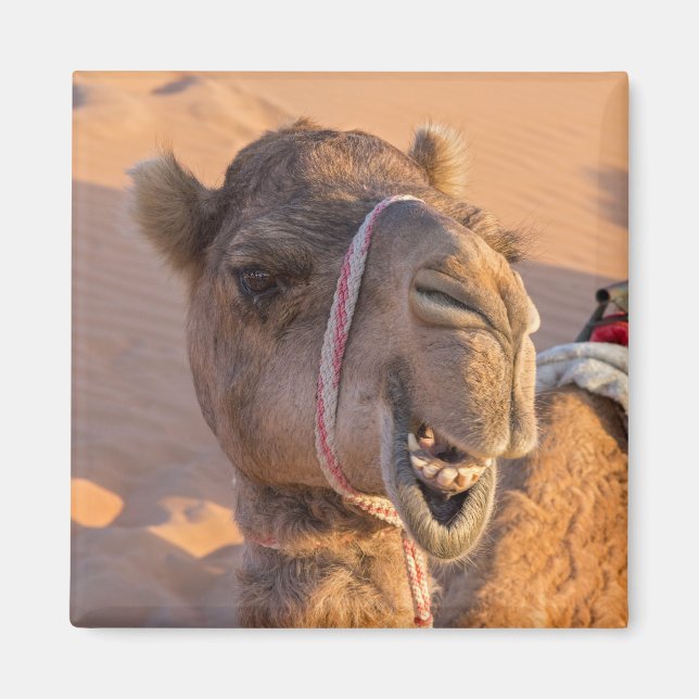 Funny Camel Magnet (Front)