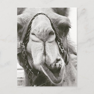 Funny Camel Postcard