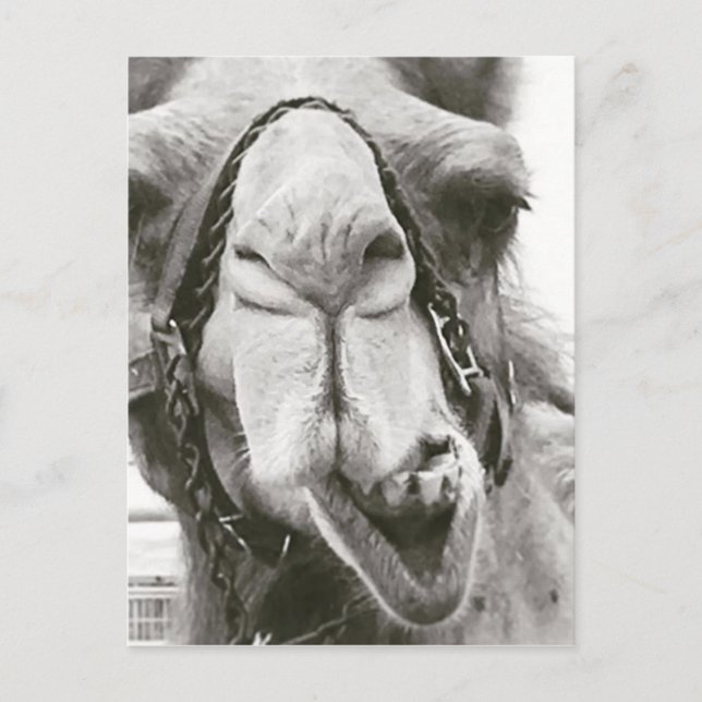 Funny Camel Postcard (Front)