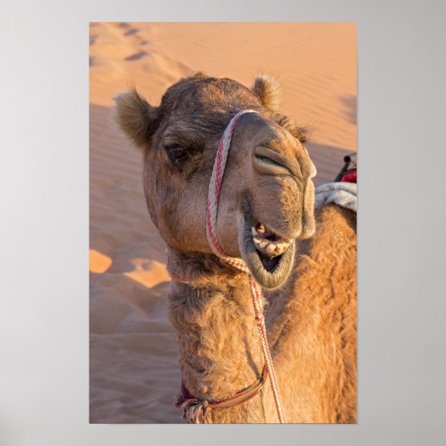Funny Camel Poster (Front)