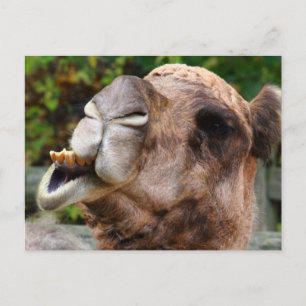 Funny Camel Wildlife Animal Photo Postcard