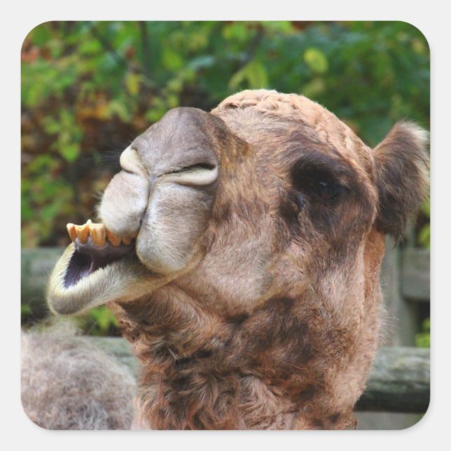 Funny Camel Wildlife Animal Photo Square Sticker (Front)