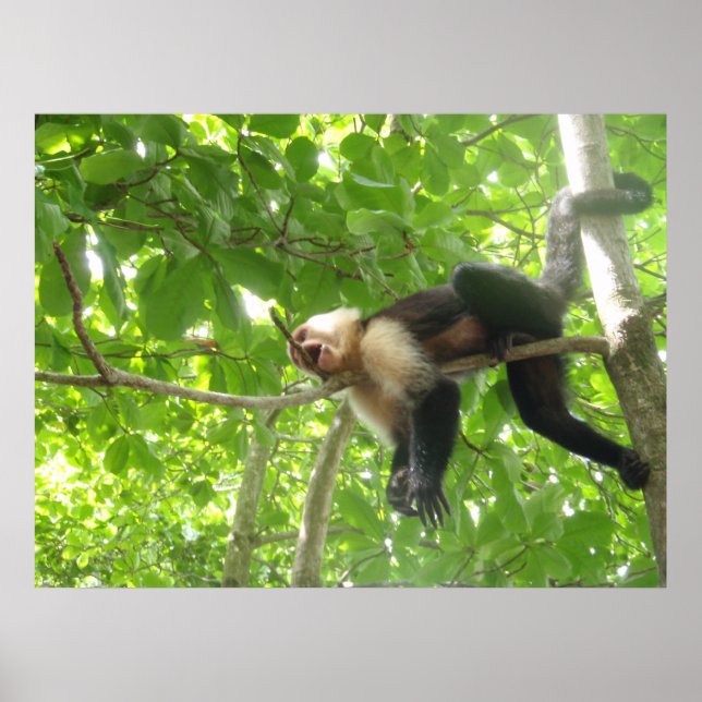 Funny Capuchin Monkey In A Tree Poster (Front)