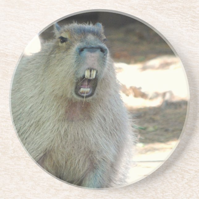Funny Capybara  Coaster (Front)