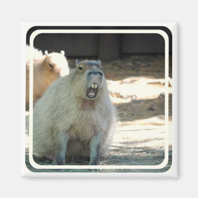 Funny Capybara  Magnet (Front)