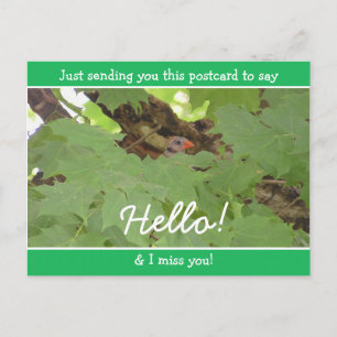 Funny Cardinal Hiding saying Hello and Miss You Postcard