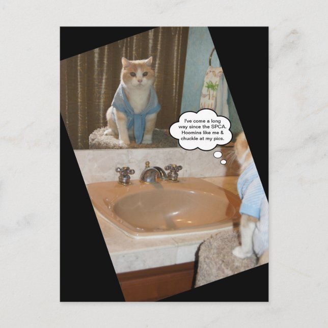 Funny Cat Affirmation Postcard (Front)