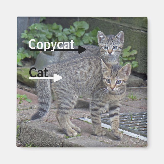 Funny Cat and Copycat Photograph Magnet (Front)