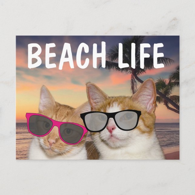FUNNY CAT BEACH CATS Postcards (Front)