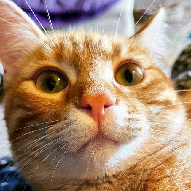 Funny Cat Birthday Card (Creator Uploaded)