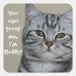 Funny Cat Caption Trust Me I'm Fluffy Square Sticker
