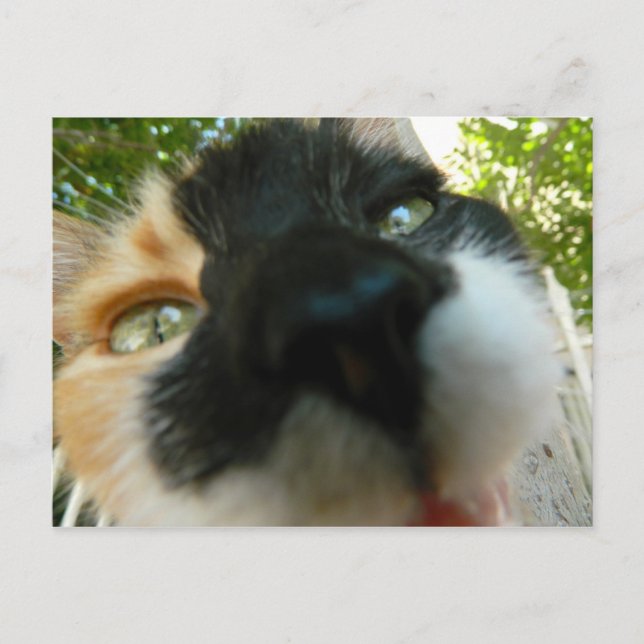 Funny cat face close up photo postcard (Front)