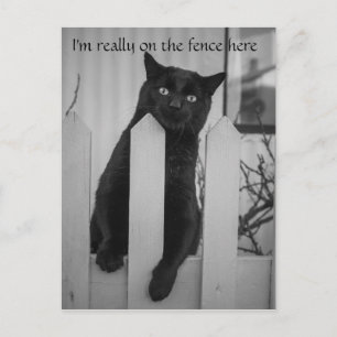 Funny cat hanging on a fence postcard