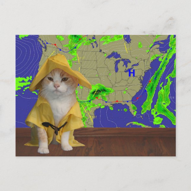 Funny Cat/Kitty Weatherman in Yellow Slicker Postcard (Front)