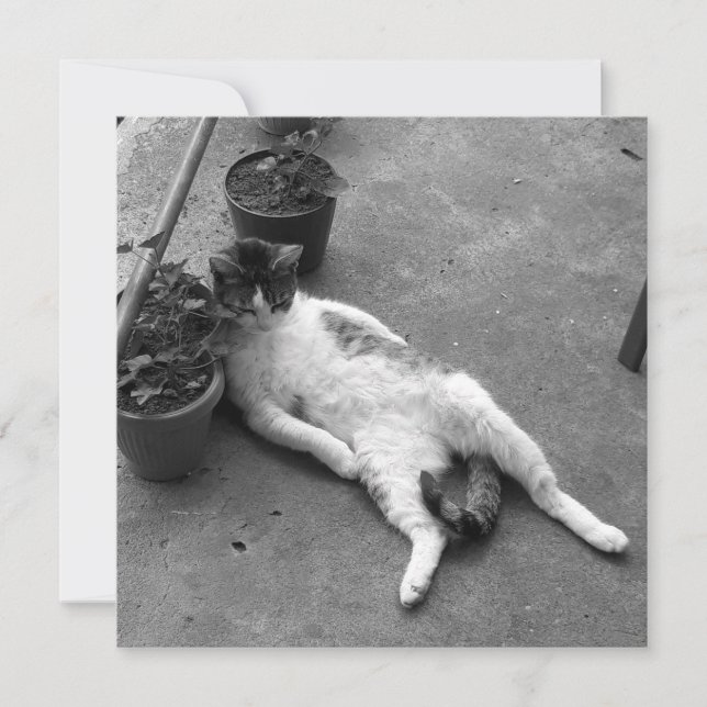 Funny Cat Lounging Black and White Card (Front)