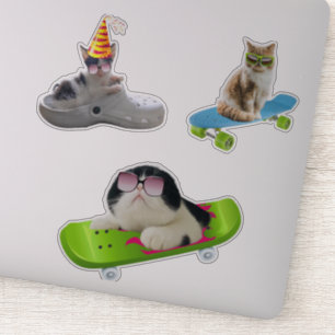 Funny Cat On Skateboard