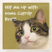 Funny Cat Photo Catnip Caption