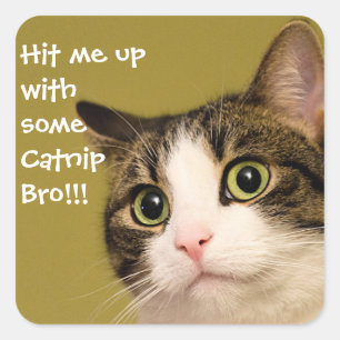 Funny Cat Photo Catnip Caption Square Sticker