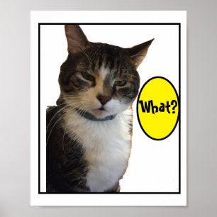 Funny Cat Photo Poster