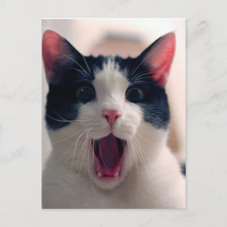 Funny Cat Postcard