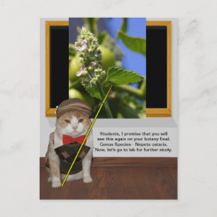 Funny Cat Professor Postcard