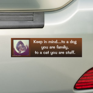 Funny Cat Quote Tabby In A Hut Photograph Bumper Sticker