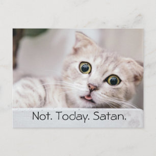 Funny Cat Text Postcard