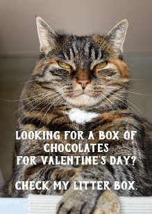 Valentine Meme Funny Cat