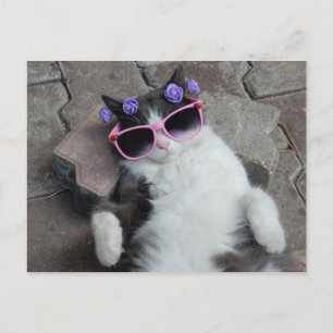Funny cat with pink glasses postcard
