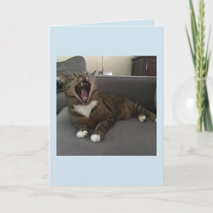 Funny cats, Apology for isolating myself card