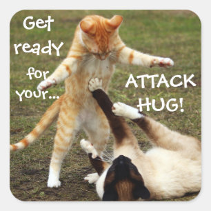 Funny Cats Caption Attack Hug Square Sticker