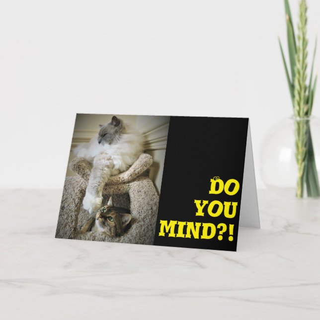 Funny Cats, card (Front)