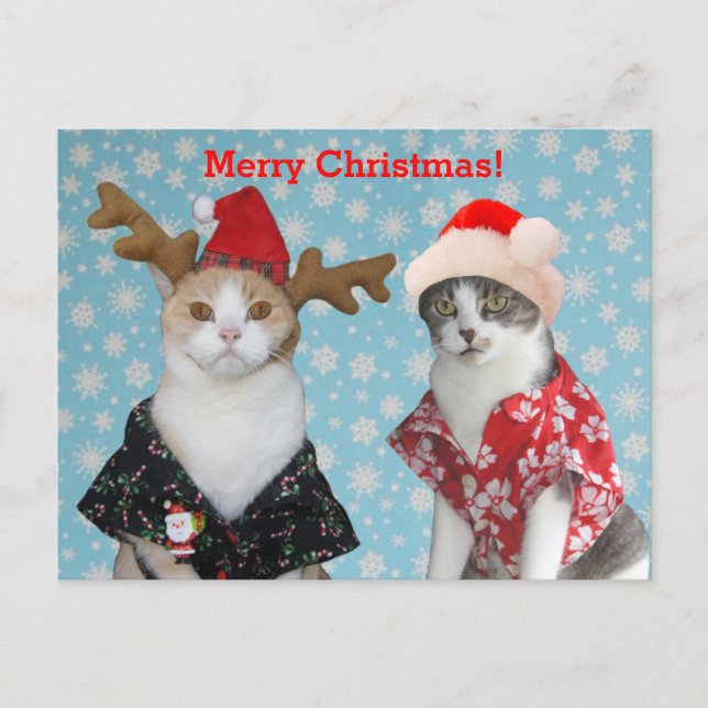 Funny Cats in Hawaiian Christmas Shirts Holiday Postcard (Front)
