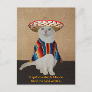 Funny Cats in Sombreros for Fun or Teaching Postcard