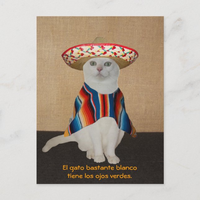 Funny Cats in Sombreros for Fun or Teaching Postcard (Front)