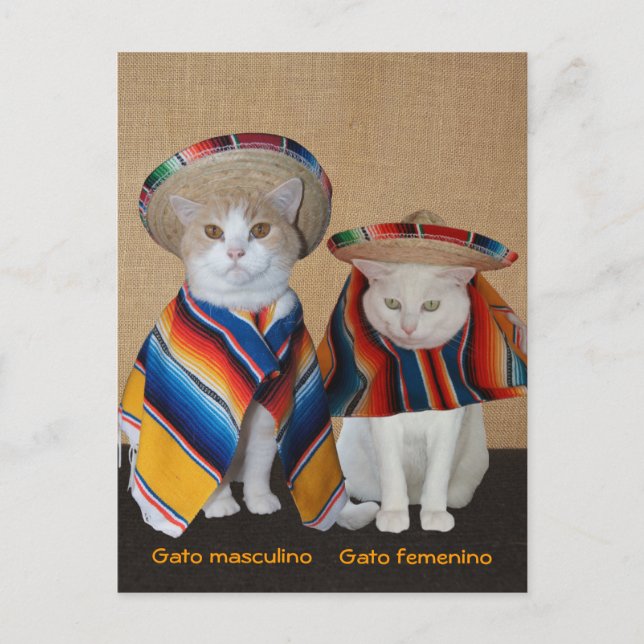 Funny Cats in Sombreros for Fun or Teaching Postcard (Front)