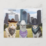 Funny Cats/Kitties Greetings from Houston Postcard<br><div class="desc">Bubba,  Missy and Mikey down on the bayou.  You can customise the text,  fonts,  font sizes and colour.</div>