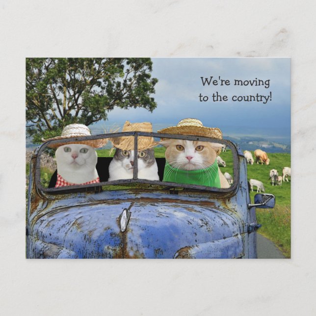 Funny Cats Moving Postcard (Front)