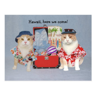 Funny Cats on Cruise Postcard