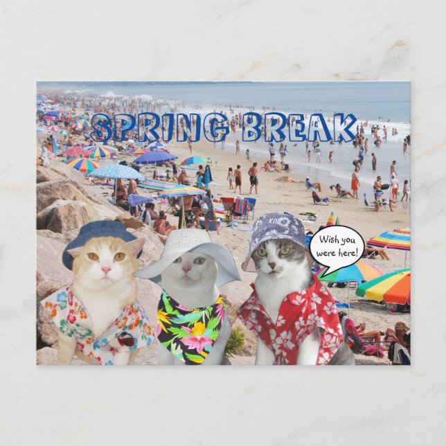 Funny Cats on Spring Break Postcard (Front)