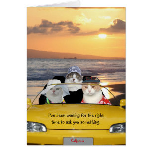 Funny Cats on the Beach on a Date