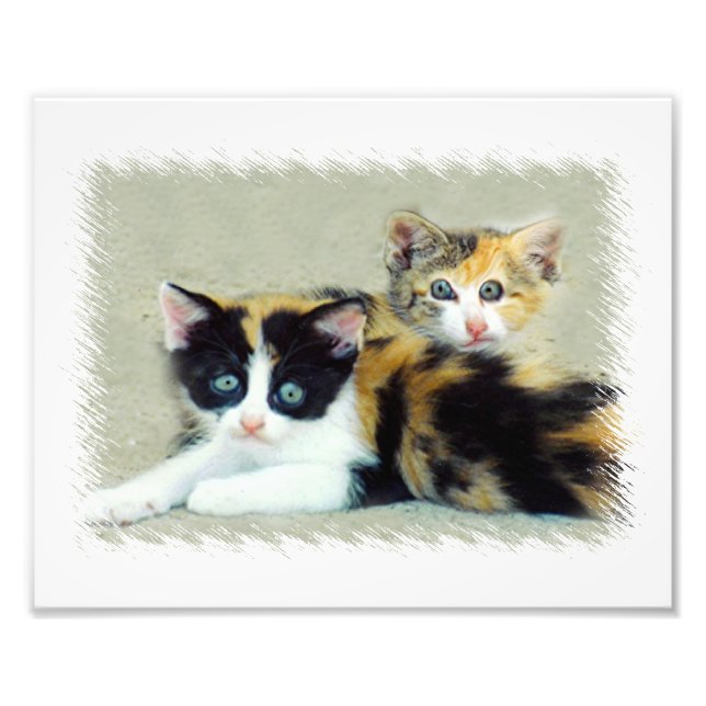 Funny Cats Photo Print (Front)