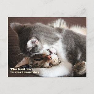 Funny Cats Postcard