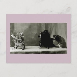 funny cats vintage photo cats fun card