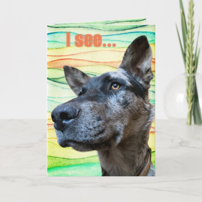 Funny Cattle Dog Head Photo Colourful Background Card (Front)