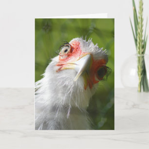 FUNNY CHICKEN BIRTHDAY CARD