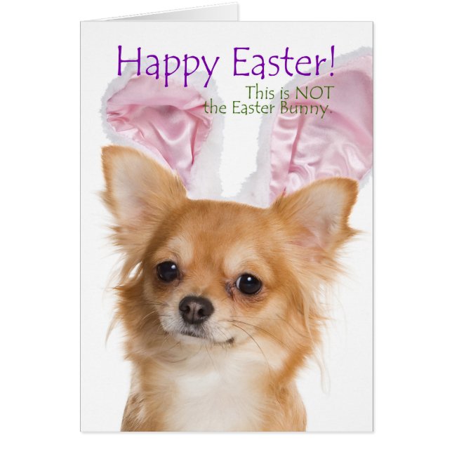 Funny Chihuahua Easter Card (Front)