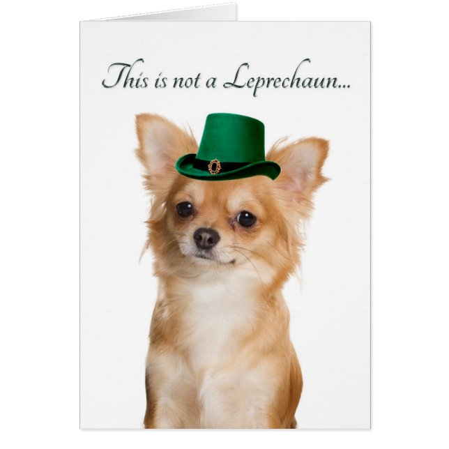 Funny Chihuahua Leprechaun Card (Front)