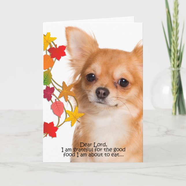 Funny Chihuahua Thanksgiving Card (Front)