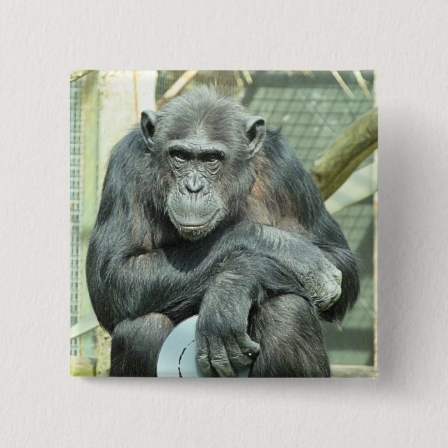 FUNNY CHIMPANZEE 15 CM SQUARE BADGE (Front)